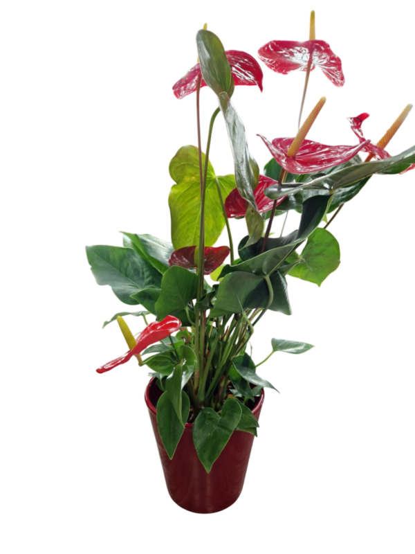 713e0421 6ca1 4377 A6c5 818834b438f6